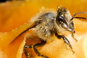 ÉDES ÉLET - A méhek titokzatos világa